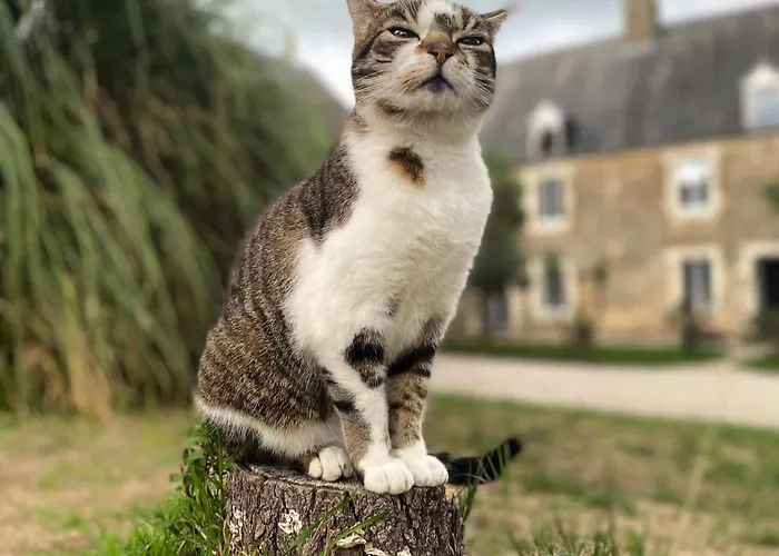 Couette-café Utah Du Domaine De Saint-vigor